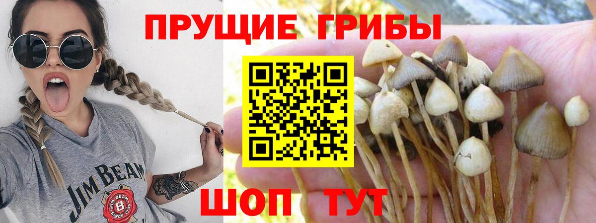 Галлюциногенные грибы мухоморы Пугачёв