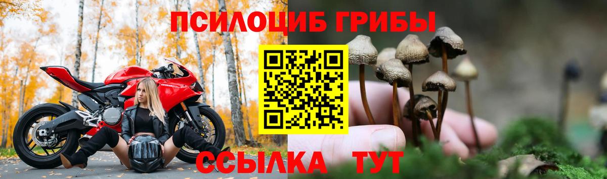 Псилоцибиновые грибы GOLDEN TEACHER  Вход с VPN  Пугачёв 